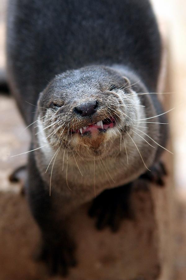 Otter Smile Photograph by Brittney Powers