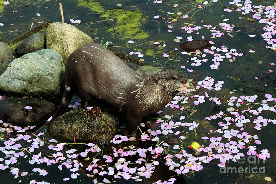 Otter Study  Photograph by Doc Braham