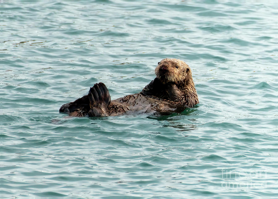 Otter Swimming 3 Photograph by Steven Natanson