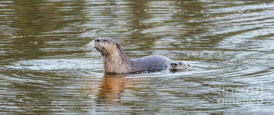 Otter Water Photograph by Nick Boren