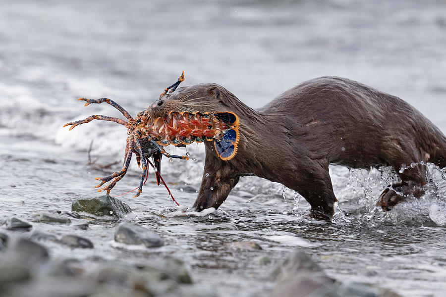 Otter With Lobster Photograph by Pete Walkden