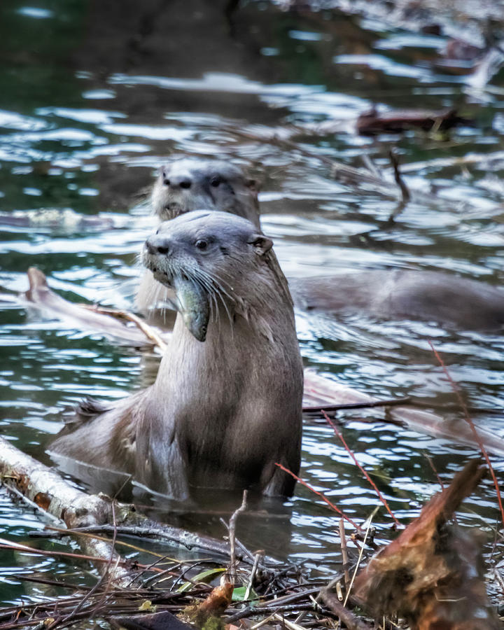 Otters Having Breakfast on the River Photograph by Belinda Greb