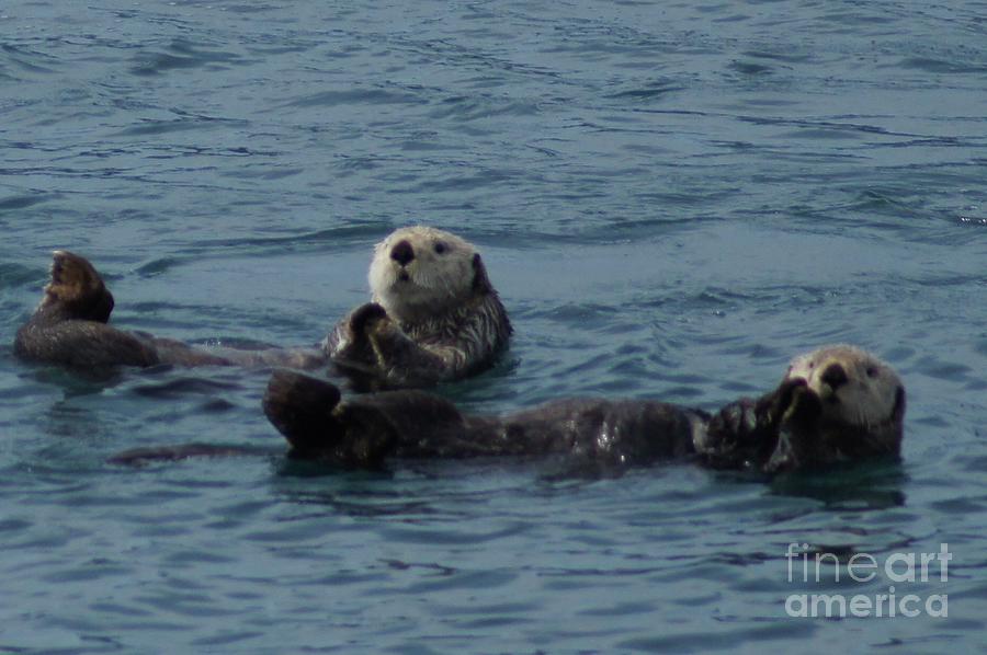 Otters in Alaska Photograph by Sabina DuCasse - Pixels