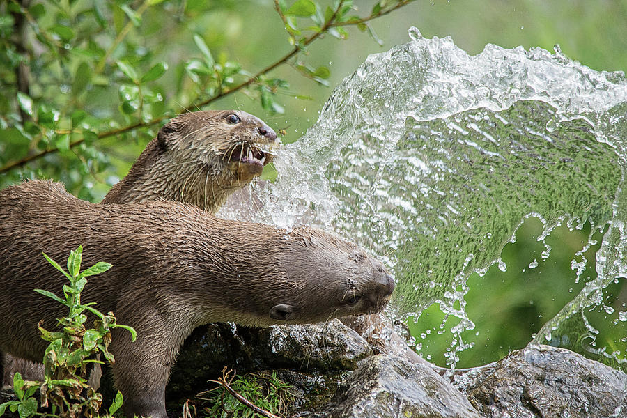 Otters in the fountain Photograph by Gareth Parkes