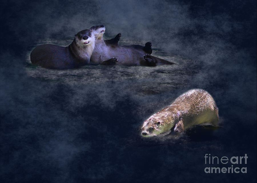 Otters on Blue Photograph by Colleen Cornelius