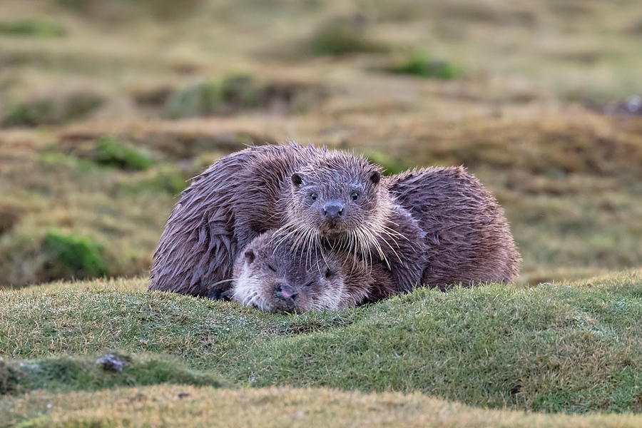 Otters On Grass by Peter Walkden Otters On Grass by Peter Walkden