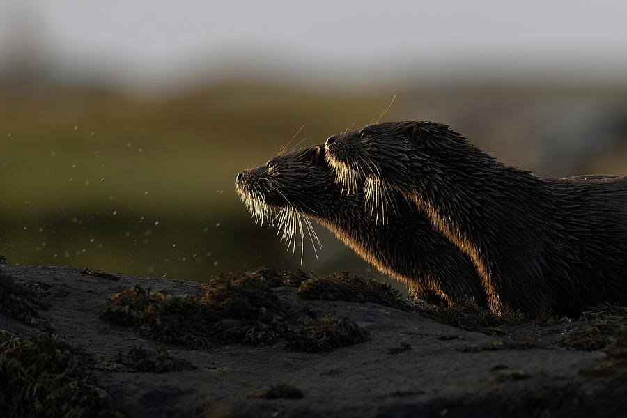 Otters Whiskers Photograph by Pete Walkden