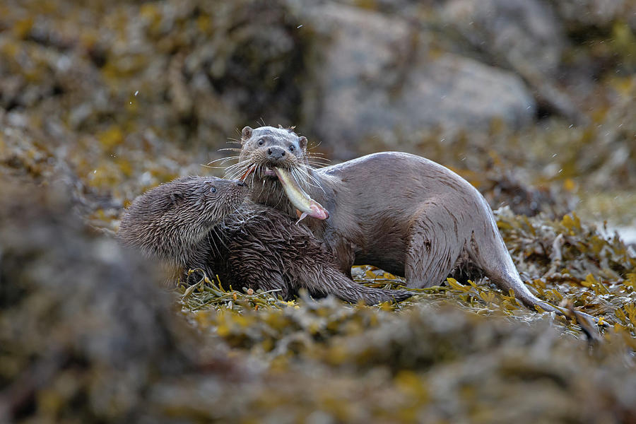 Otters With Prey Photograph by Pete Walkden