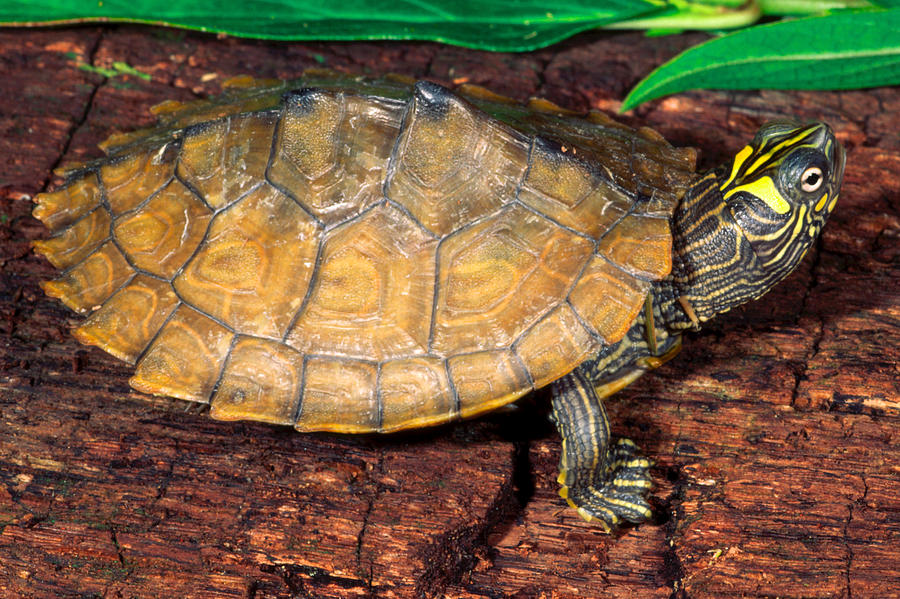 Ouachita Map Turtle Photograph by Michael Redmer - Fine Art America