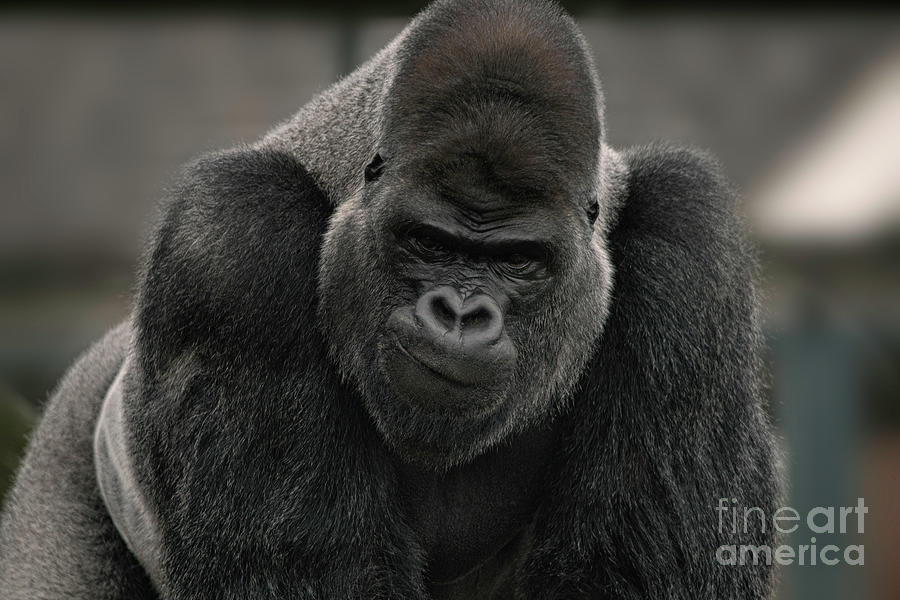 Oumbi The Silverback Gorillas Smirk Photograph