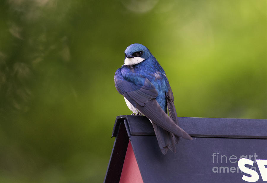 Our Tree Swallow Photograph by Douglas Stucky