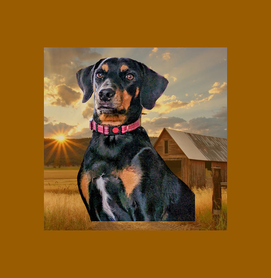 Our dog Zoey Digital Art by James Inlow