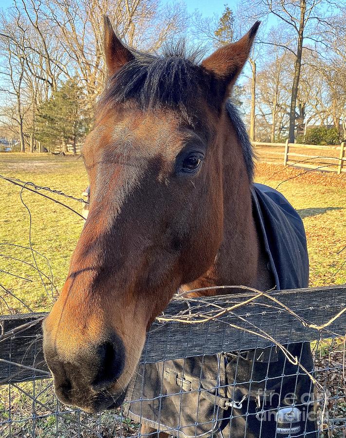 Our favorite neighborhood horse Photograph by Brian Gorin - Fine Art ...