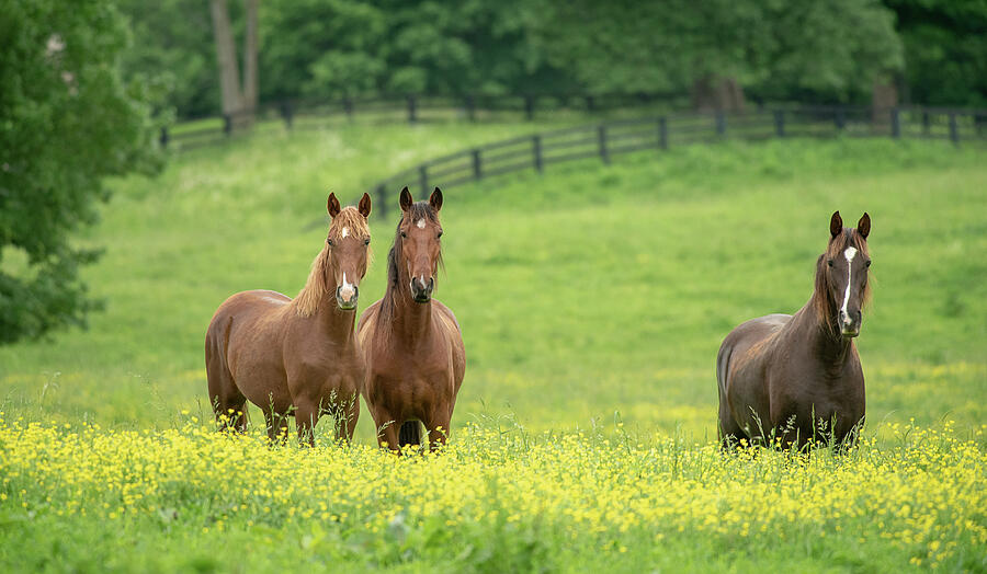 Our Horse Family  Photograph by Julie Barrick