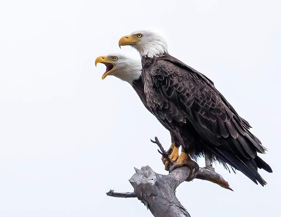 Eagle Photograph - Our National Bird by Jody Merritt
