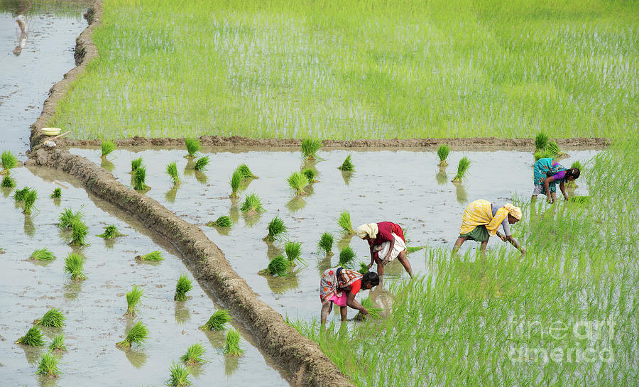 Indian Women Photograph - Out in the Fields Planting Rice by Tim Gainey