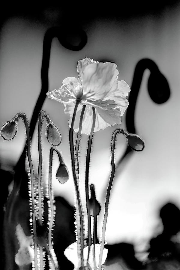 Flower Photograph - Out Of Shadows by Az Jackson