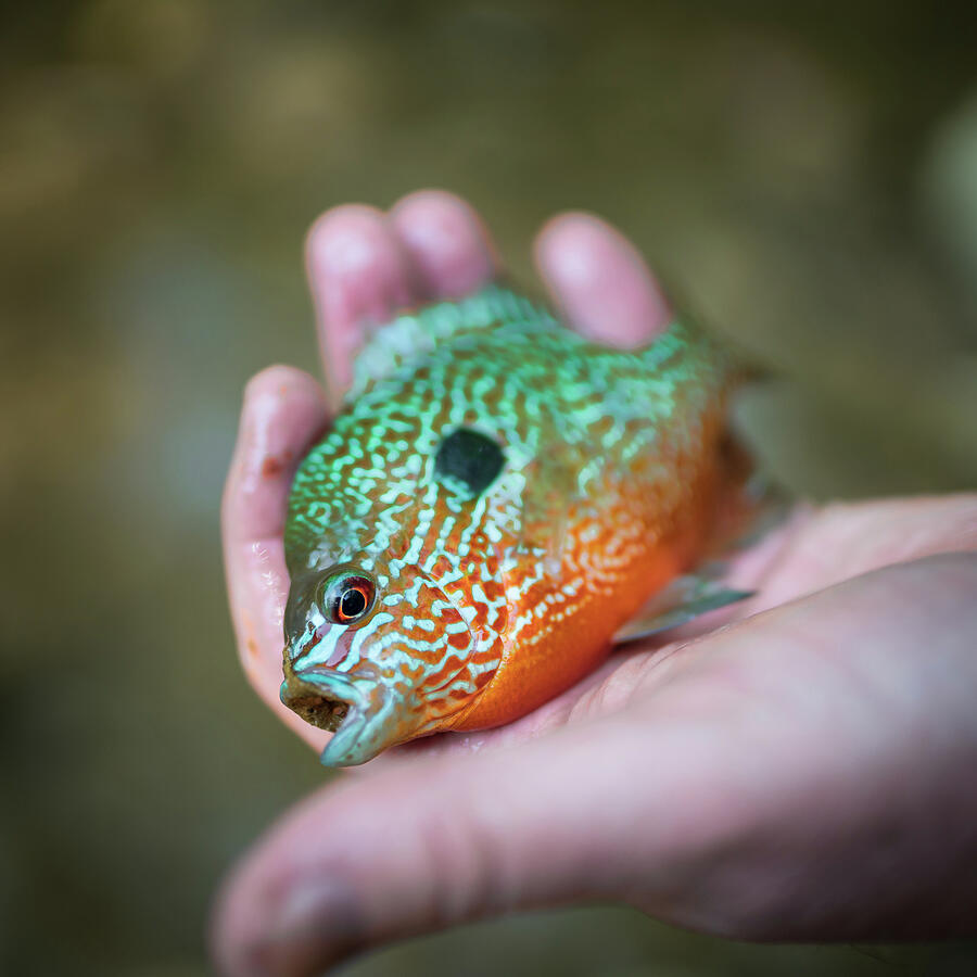 Fish Photograph - Out of the Creek by Paul Baechtold