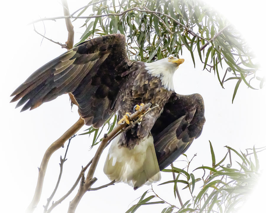 Bird Photograph - Out Of The Trees by Jerry Cowart