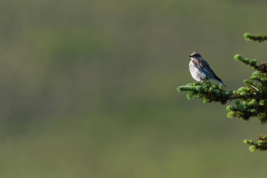 Bird Photograph - Out On a Limb by Darren White