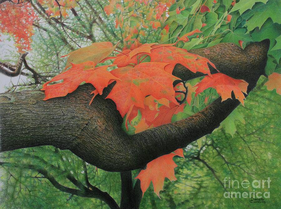 Out On A Limb Drawing by Pamela Clements