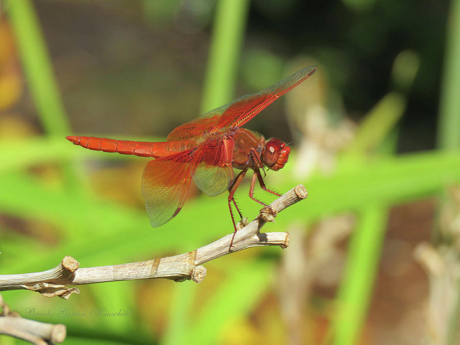 Out on a Limb - Red Flame Skimmer - Dragonfly - Wildlife Photograph by Brooks Garten Hauschild