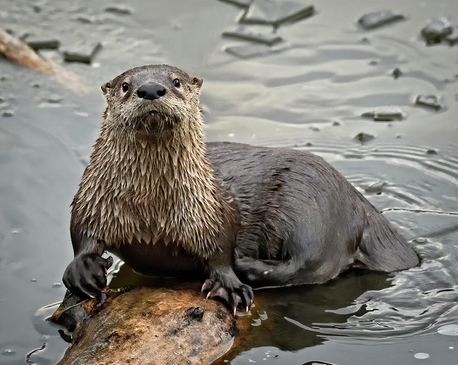 Out on a Log - River Otter  Photograph by Bruce Morrison