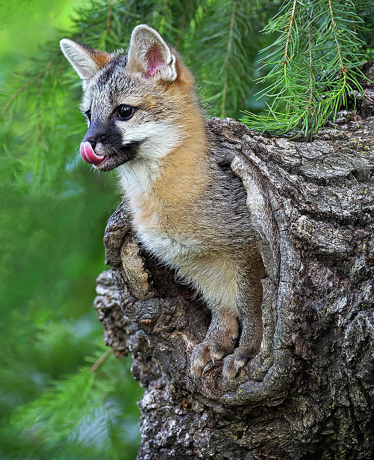 Out Pops a Gray Fox Photograph by Art Cole