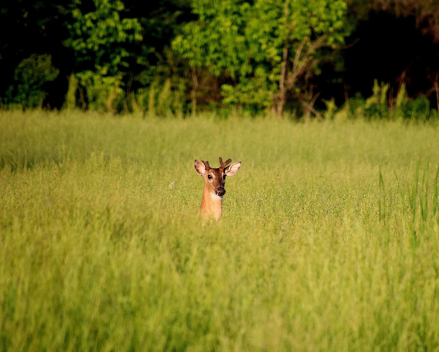 Out Standing in His Field Photograph by Tom STRUTZ - Fine Art America