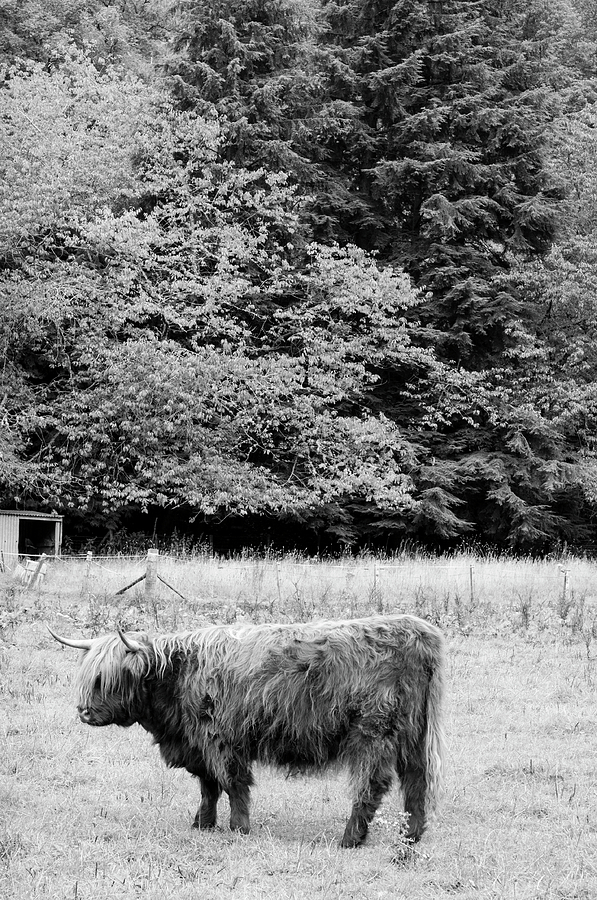 Out to Pasture BW Photograph by Christi Kraft