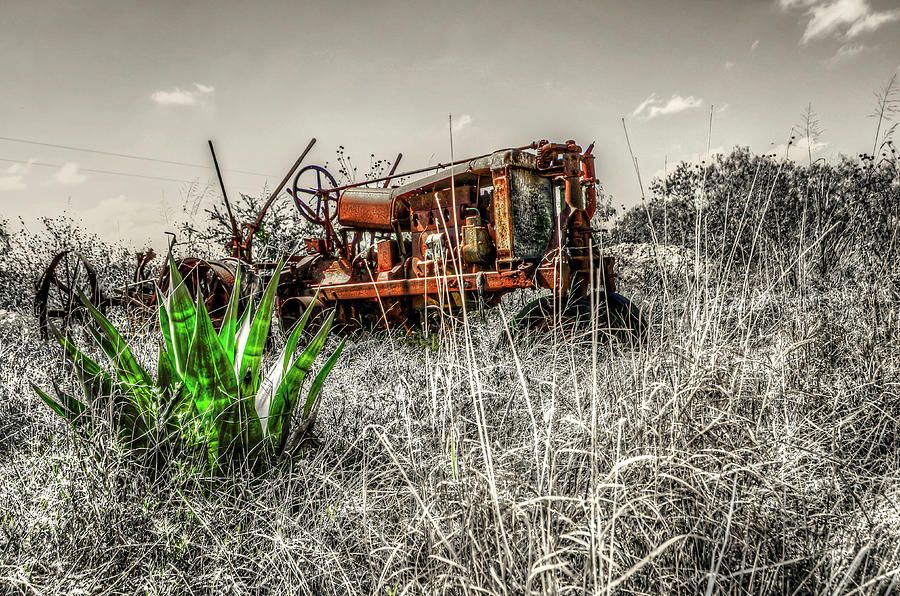 Out To Pasture Photograph By Tim Singley Fine Art America