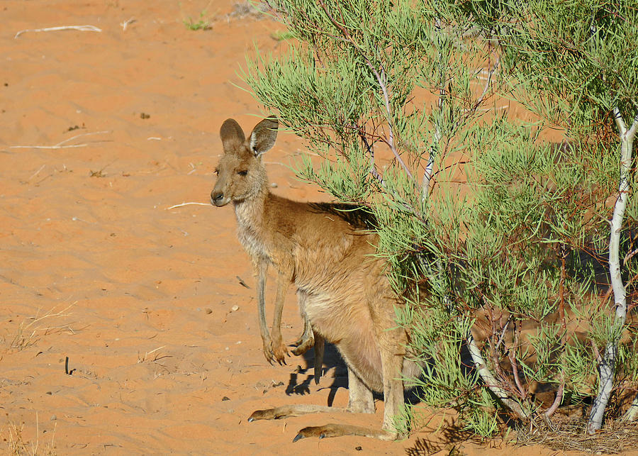 Outback Kangaroo Photograph by Maryse Jansen