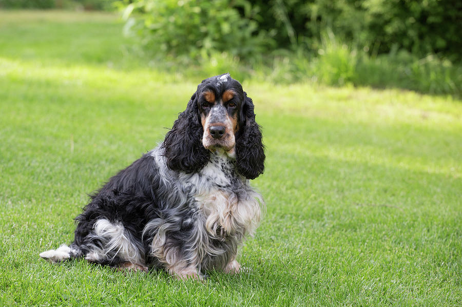 Outdoor Portrait Of Sitting English Cocker Spaniel Photograph by Artush ...