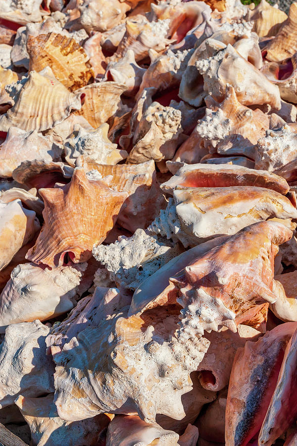 Outer Banks Beach Sea Shells Photograph by Dan Carmichael