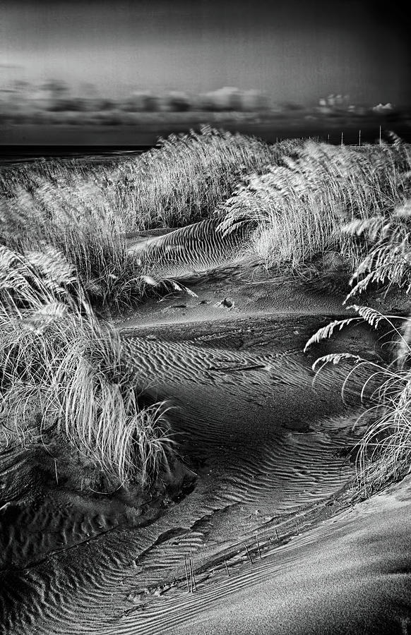 Outer Banks Dunes and Oats bw Photograph by Dan Carmichael