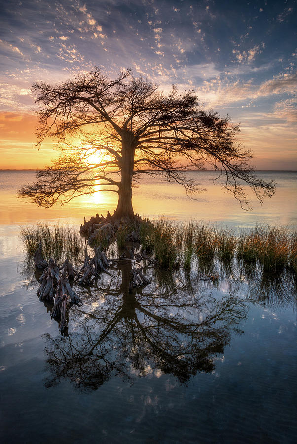 Outer Banks North Carolina Cypress Tree Sunset Landscape OBX Duck NC Photograph by Dave Allen