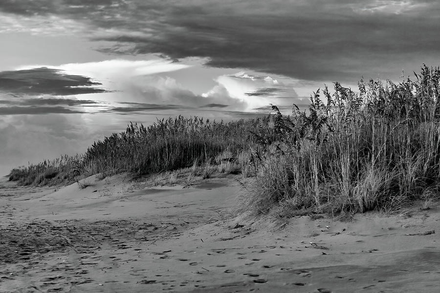 Outer Banks Oats on the Beach bw Photograph by Dan Carmichael