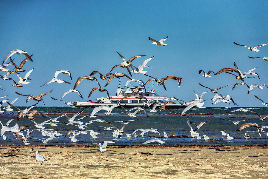 Outer Banks Seagulls and a Ferry Photograph by Dan Carmichael