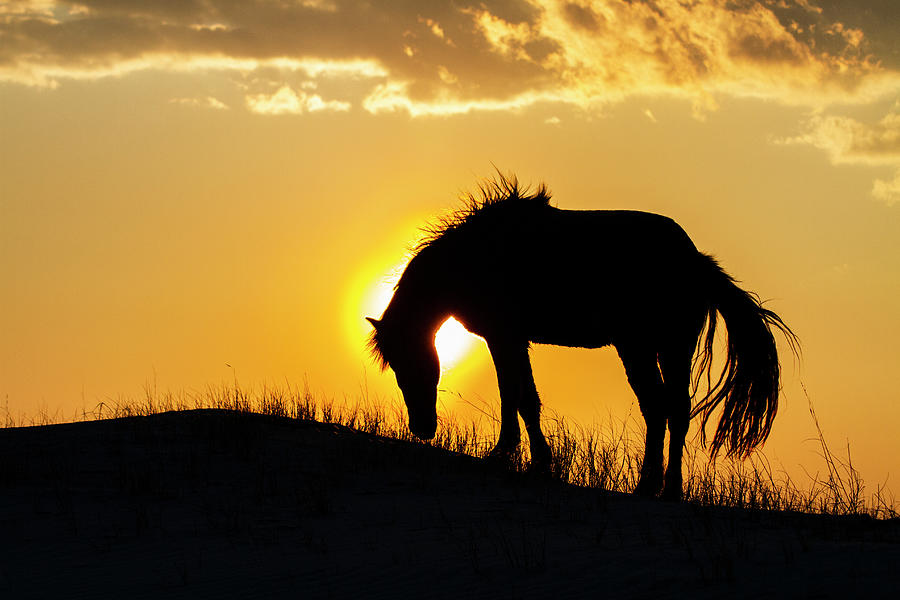 Outer Banks Wild Horse Silhouette at Sunset Photograph by Bob Decker