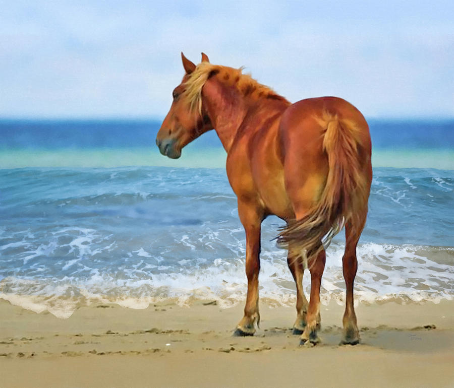 Outerbanks OBX Beach Mustang Horse Mixed Media by Sandi OReilly