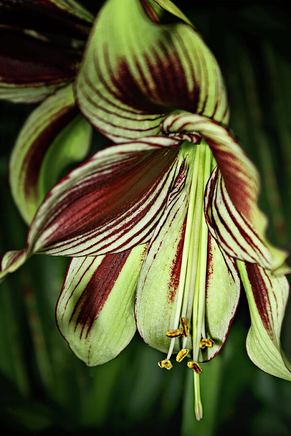 Outpouring - Amaryllis Photograph by Nikolyn McDonald Outpouring - Amaryllis Photograph by Nikolyn McDonald