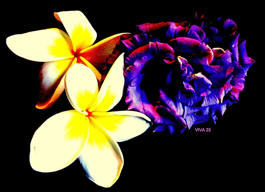 OUTRAGEOUS -  Plumeria Photograph by VIVA Anderson