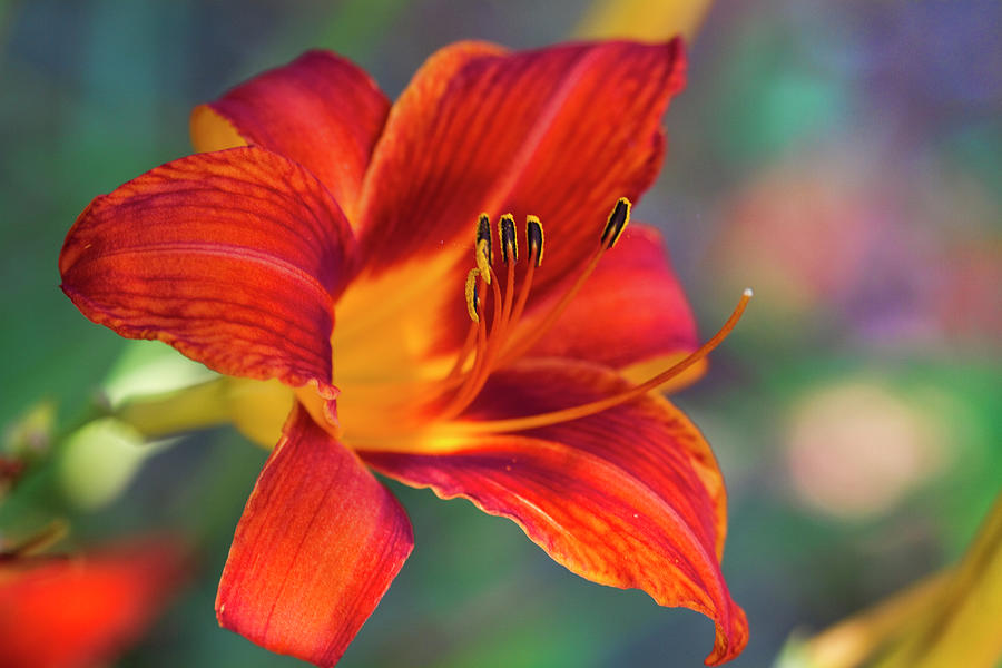 Outspoken Colorful Daylily Photograph by Kathy Clark