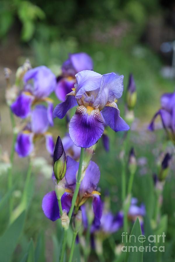 Outstanding Purple Iris Photograph by Carol Groenen