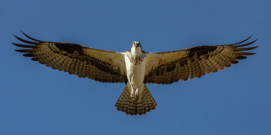 Outstretched Osprey Flyover Photograph by Tony Hake