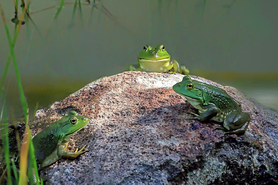 Frog Photograph - Oval Office Meeting by Donna Kennedy