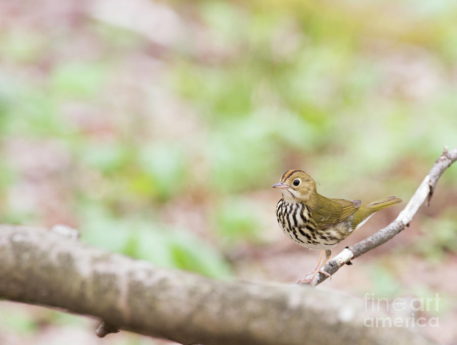 Ovenbird series Photograph by Jeannette Hunt