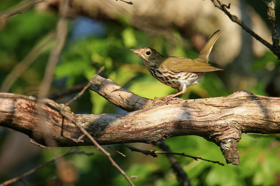 Ovenbird Photograph by Brook Burling