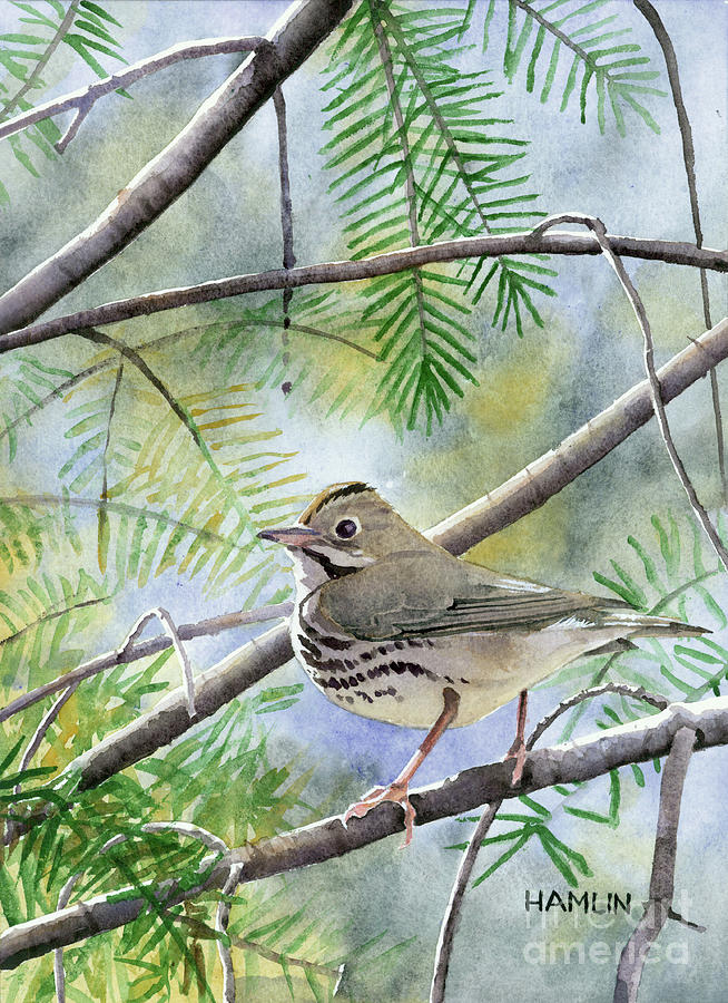 Ovenbird  Painting by Steve Hamlin