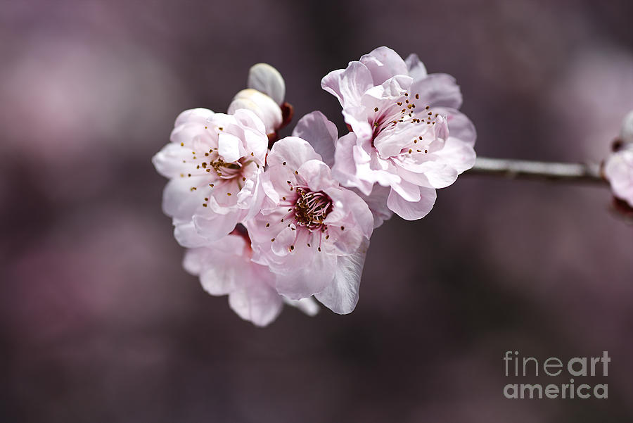 Nature Photograph - Over A Blossom Cloud by Joy Watson